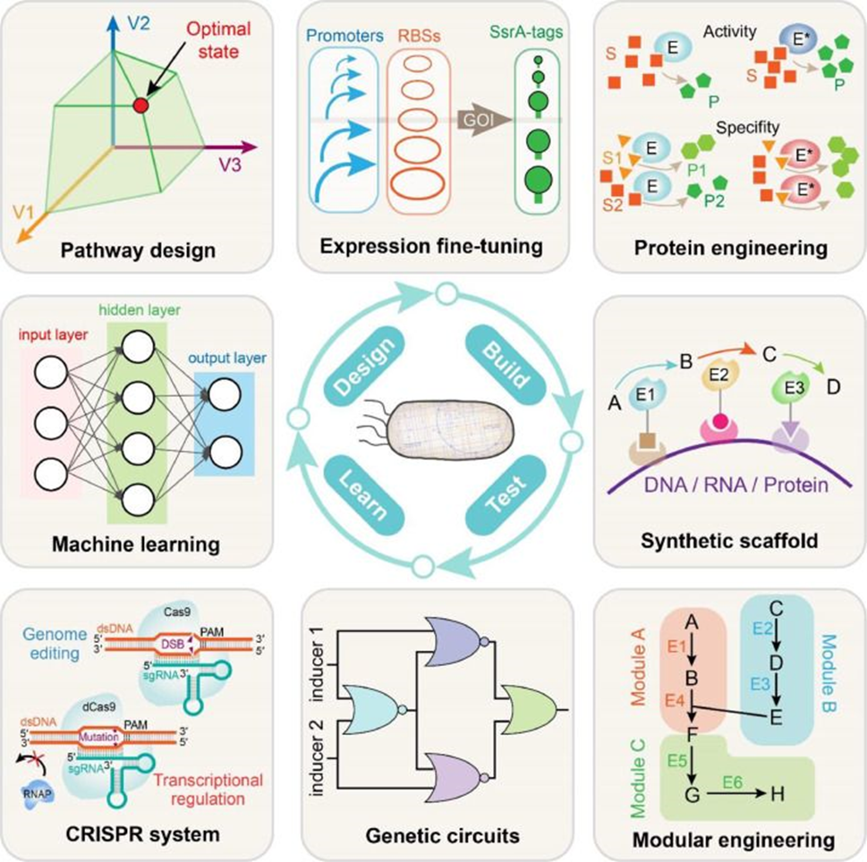 Different gene engineering methods