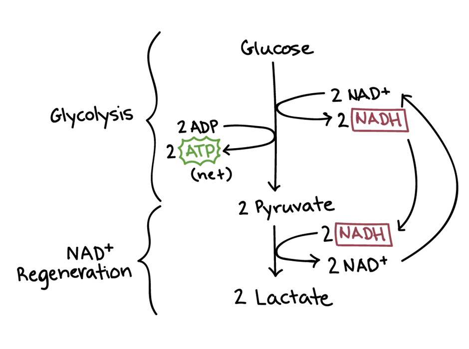 Lactic acid pathway