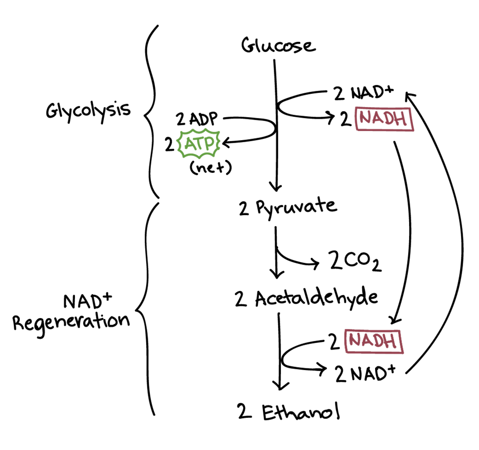 Ethanol pathway