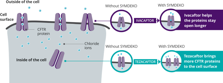 How SYMDEKO® (tezacaftor/ivacaftor and ivacaftor) Works