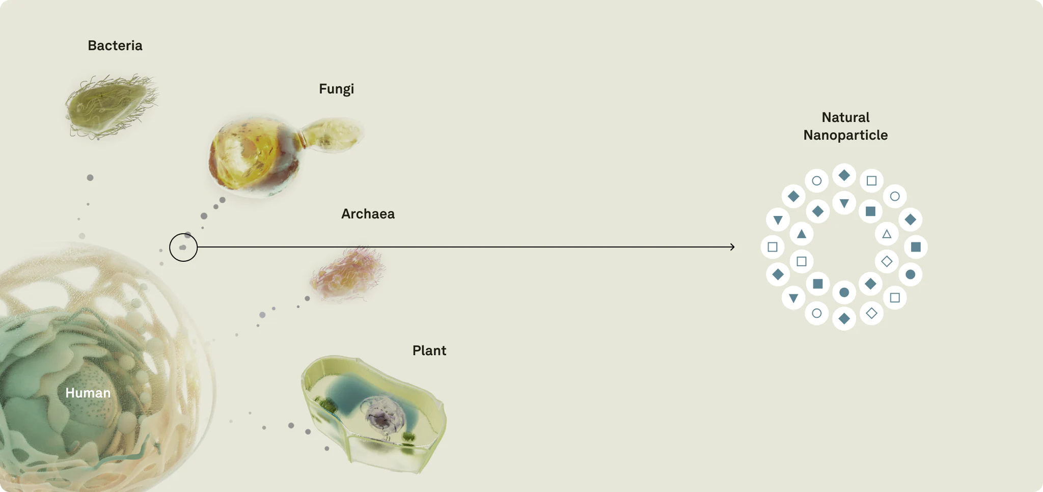 Natural nanoparticles: Co-evolved over millions of years to send molecules to human cells