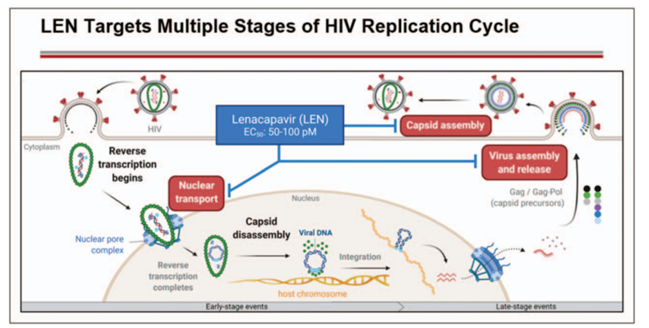 Lenacapavir targets multiple stages of the HIV replication cycle.