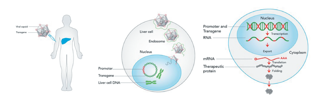 Targeted gene therapy schematic