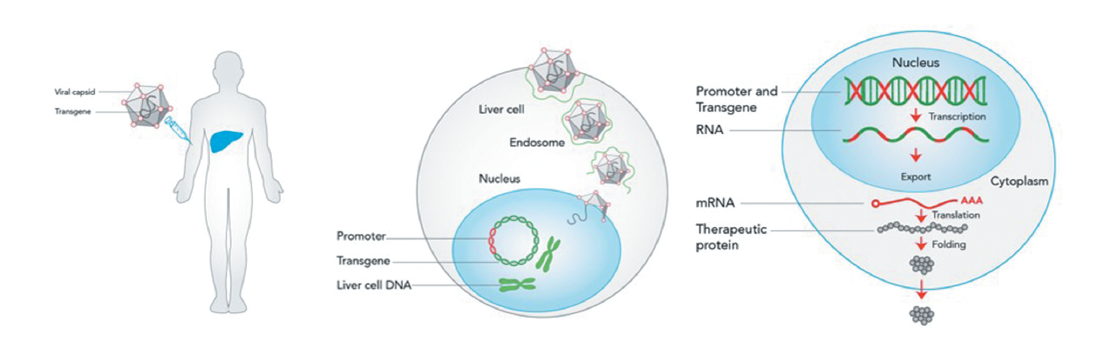 Targeted gene therapy schematic 