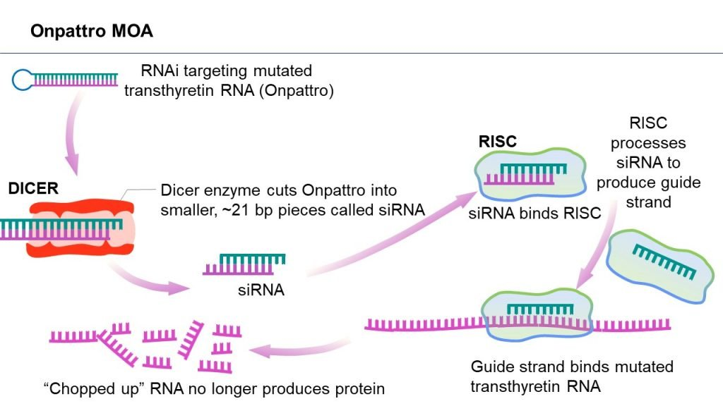 The mechanism of action of Onpattro