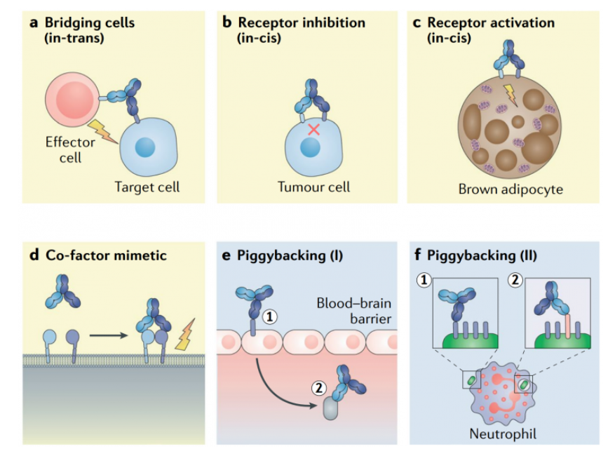 The different uses of bispecific antibody 