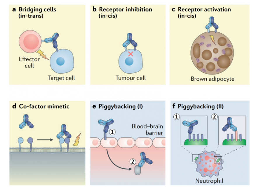 The different uses of bispecific antibody