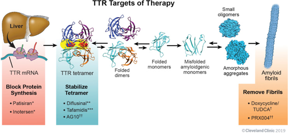 Therapies Available or in Development to Treat ATTR-CM