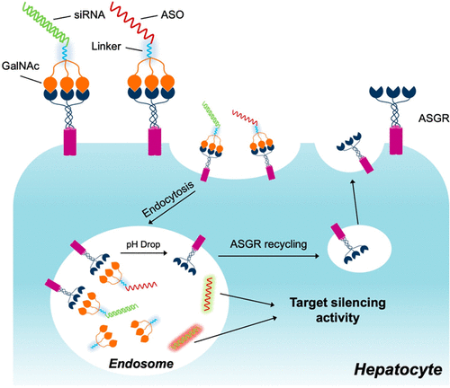 GalNAc-mediated siRNA and ASO delivery to liver hepatocytes.