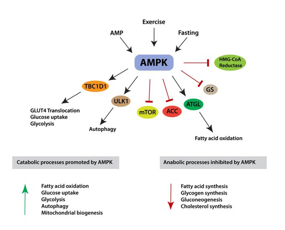 Metabolic Effects Of AMPK
