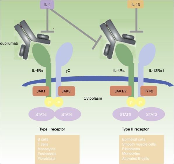 Dupilumab mechanism of action
