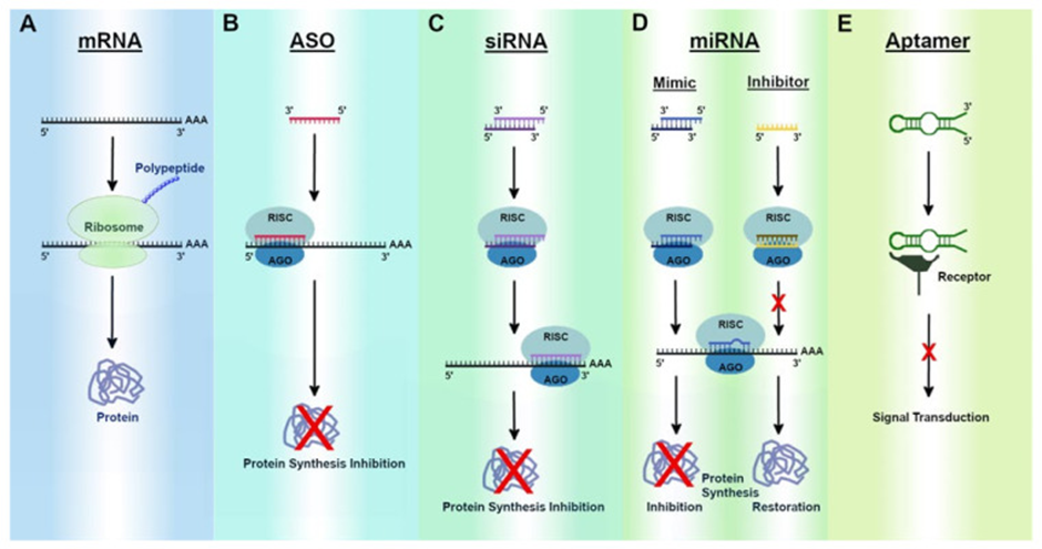 Schematic of RNA therapeutic approaches
