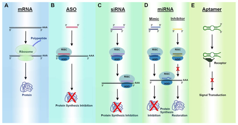 Exploring Drug Modalities: Small Molecules, Biologics, RNA, Cell & Gene Therapy