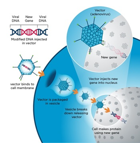 Viral Delivery process