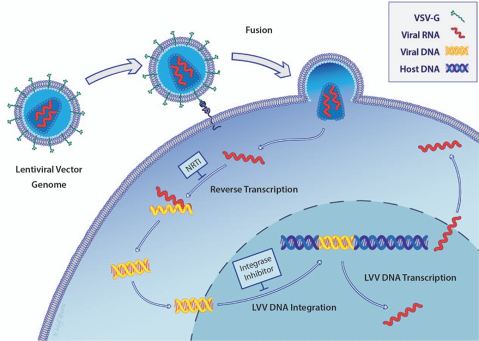 Viral Delivery Graphic