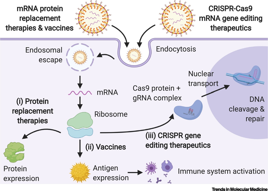 All you need to know about Gene Therapy