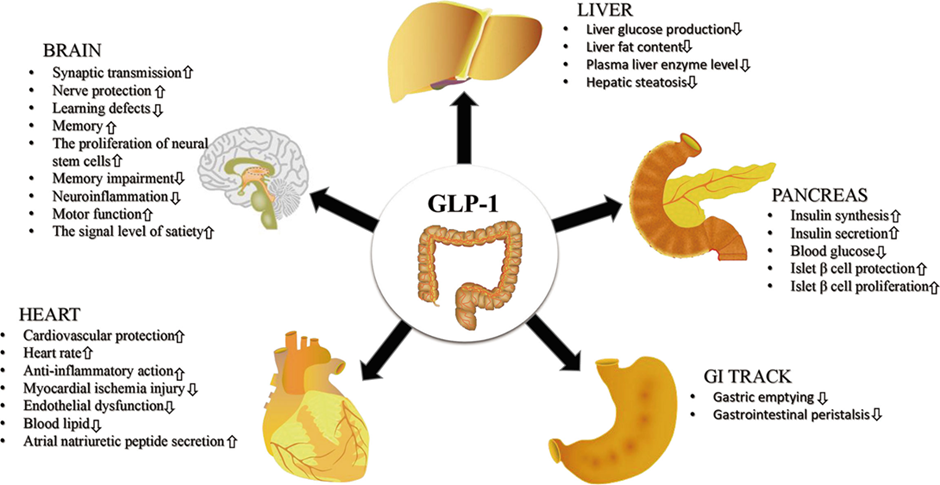 GLP-1 Drugs: Not a Miracle Cure for Weight Loss