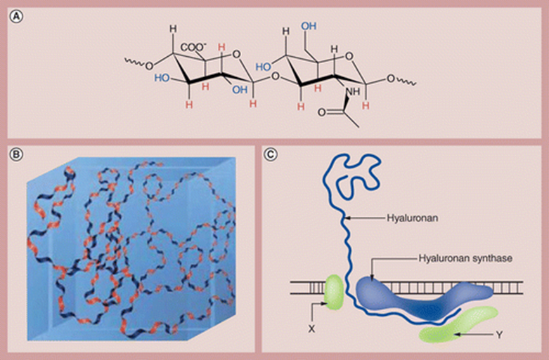 A: Structure of hyaluronan. B: The expansion of hyaluronan molecules in dilute solutions, thereby allowing for the occupation of large volumes with trapped water inside the structure, creating a gel-like substance. C: Synthesis of hyaluronan.