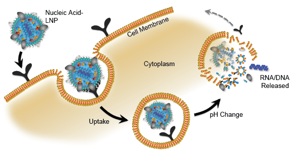 What we were reading this week: The search for new delivery vehicles for RNA/DNA therapeutics & vaccines heats up