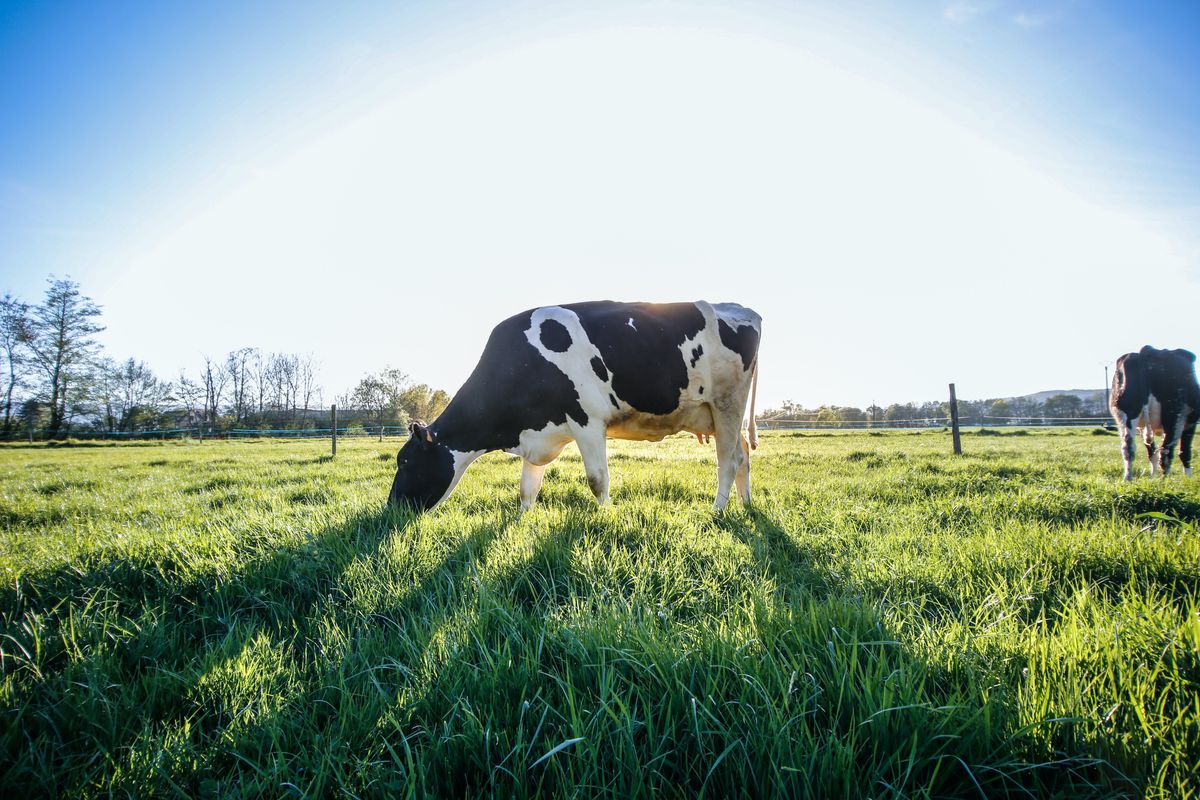 The rise of plant-based meat