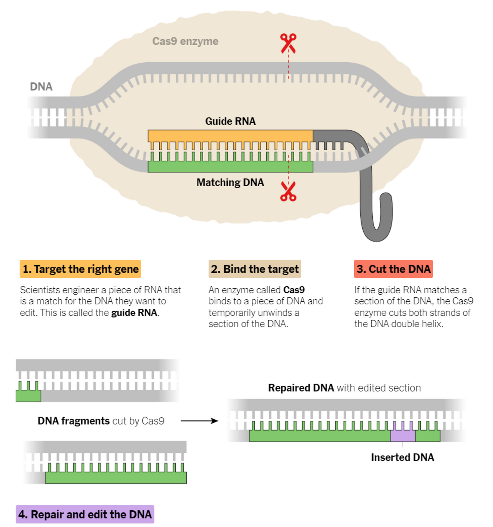 Gene Editing Technology: A Bold New Approach To Conservation - rc1i69i